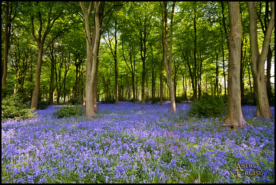 Bluebells at West Woods 006
